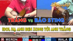 Trận 22 CPC2 20/09/2024 - Gà Anh Bảo Sting Quá Nhanh Quá Nguy Hiểm