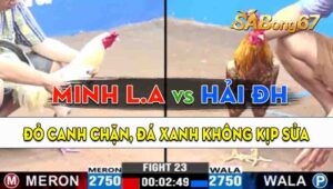 Trận 23 CPC3 07/09/2024 - Gà Anh Minh Long An Đá Canh Chặn Quá Tốt