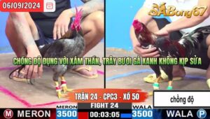 Trận 24 CPC3 06/09/2024 Anh Đen VT Đá Xổ Anh Duyên Bình Dương