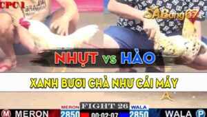 Trận 26 CPC1 09/09/2024 - Gà Anh Hào Đá Bươi Chà Như Cái Máy