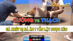 Trận 27 CPC2 13/09/2024 - Gà Anh Thạch Bị Dí Ăn 1, Vẫn Lật Được Kèo