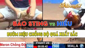 Trận 29 CPC3 15/09/2024 - Gà Bướm Bảo Sting Chồng Độ Thắng Xuất Sắc