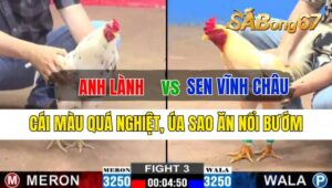 Trận 3 CPC2 29/09/2024 Anh Lành Đá Xổ Anh Sen Vĩnh Châu