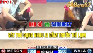 Trận 30 CPC1 26/09/2024 Anh Đỏ Đá Xổ Sabong67