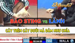 Trận 31 CPC2 15/09/2024 - Gà Anh Bảo Sting Đá Đâm Như Chỉa