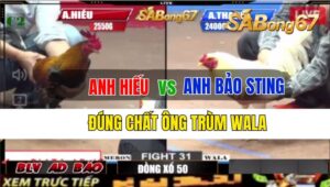 Trận 31 CPC2 27/09/2024 Anh Hiếu Đá Xổ Anh Bảo Sting