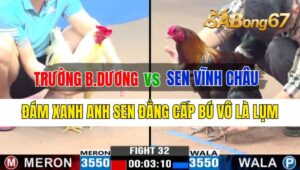 Trận 32 CPC3 28/09/2024 Anh Trường Bình Dương Đá Xổ Anh Sen Vĩnh Châu