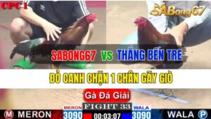 Trận 33 CPC1 26/09/2024 Sabong67 Đá Xổ Anh Thắng Bến Tre