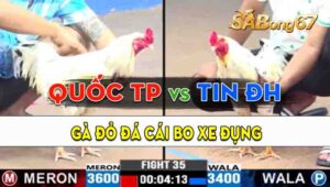 Trận 35 CPC3 14/09/2024 - Gà Anh Quốc Thành Phố Đá Cái Bo Quá Lực