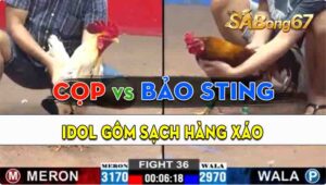 Trận 36 CPC2 20/09/2024 - Gà Anh Bảo Sting Gôm Sạch Hàng Xáo