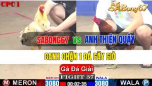 Trận 37 CPC1 26/09/2024 Sabong67 Đá Xổ Anh Thiện Quậy