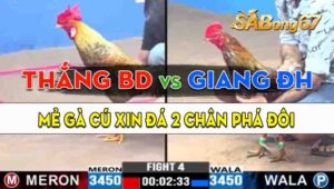 Trận 4 CPC3 22/09/2024 - Gà Anh Thắng Bình Dương Đá 2 Chân Phá Đôi