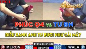 Trận 46 CPC1 02/09/2024 - Gà Anh Tư Đồng Nai Đá Bươi Chà Như Cái Máy