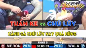 Trận 5 CPC3 08/09/2024 - Gà Chú Lũy Đá Đòn Cựa Quá Cay Nghiệt