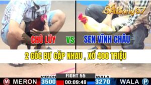 Trận 55 CPC3 28/09/2024 Chú Lũy Đá Xổ Anh Sen Vĩnh Châu