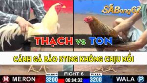 Trận 6 CPC2 13/09/2024 - Gà Anh Ton Đá 1 Cước Hạ Cánh Gà Anh Bảo Sting