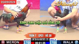 Trận 7 CPC1 05/09/2024 Anh Danh Đá Xổ Anh Mr Bùi