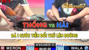 Trận 7 CPC1 07/09/2024 - Gà Anh Hải Nạp 1 Cước Tiễn Anh Thống Lên Đường