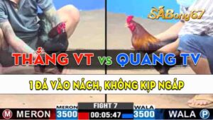 Trận 7 CPC3 13/09/2024 - Gà Anh Thắng Vũng Tàu Canh Nạp Đúng 1 Đá