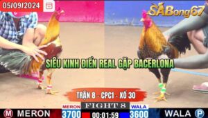 Trận 8 CPC1 05/09/2024 Anh Tuấn Đá Xổ Anh Phước