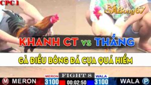 Trận 8 CPC1 10/09/2024 - Gà Anh Khanh Cần Thơ Hạ Đẹp Gà Anh Thắng