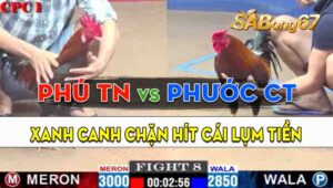 Trận 8 CPC1 21/09/2024 - Gà Anh Phước Cần Thơ Đá Canh Chặn Khéo Léo