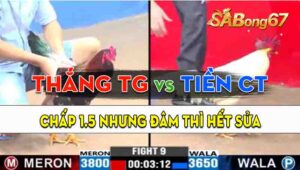 Trận 9 CPC3 14/09/2024 - Gà Anh Tiền Cần Thơ Nhỏ Mà Có Võ