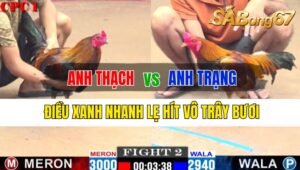 Trận 2 CPC1 05/10/2024: Anh Thạch Đá Xổ Anh Trạng