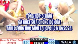 Tổng Hợp 3 Trận Gà Khét Sữa Chồng Độ Của Anh Cường Hóc Môn Tại CPC1 31/10/2024