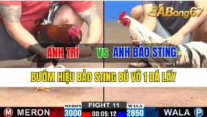 Trận 11 CPC2 11/10/2024 Anh Trí Đá Xổ Anh Bảo Sting