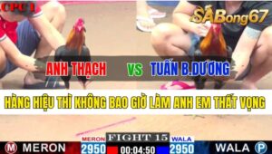 Trận 15 CPC1 22/10/2024 Anh Thạch Đá Xổ Anh Tuấn Bình Dương