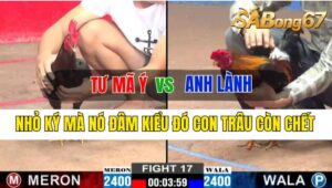 Trận 17 CPC2 09/10/2024 Anh Tư Mã Ý Đá Xổ Anh Lành