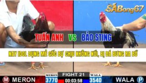 Trận 21 CPC2 16/10/2024 Anh Tuấn Anh Đá Xổ Anh Bảo Sting