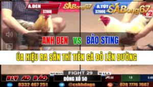 Trận 29 CPC2 04/10/2024: Anh Đen Đá Xổ Anh Bảo Sting