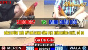 Trận 37 CPC1 28/10/2024 Sabong67 Đá Xổ Anh Minh Châu Đốc