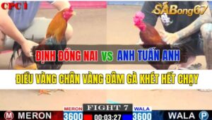 Trận 7 CPC1 03/10/2024: Anh Định Đồng Nai Đá Xổ Anh Tuấn Anh