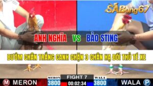 Trận 7 CPC2 27/10/2024 Anh Nghĩa Đá Xổ Anh Bảo Sting