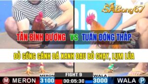 Trận 9 CPC3 26/10/2024 Anh Tân Bình Dương Đá Xổ Anh Tuấn Đồng Tháp