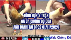 Tổng Hợp 3 Trận Gà Úa Chồng Độ Của Anh Danh Tại CPC2 01/11/2024