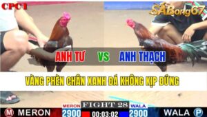 Trận 28 CPC1 05/11/2024 Anh Tư Đá Xổ Anh Thạch