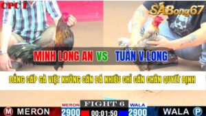 Trận 6 CPC1 02/11/2024 Anh Minh Long An Đá Xổ Anh Tuấn Vĩnh Long