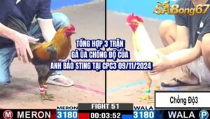 TỔNG HỢP GÀ CHỒNG 3 ĐỘ CỦA ANH BẢO STING CPC3 9/11/2024