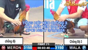 TỔNG HỢP GÀ CHỒNG 3 ĐỘ CỦA ANH TÈO BẢO LỘC CPC3 9/11/2024