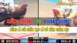 TRẬN 10 CPC3 13/11/2024 : ANH BẰNG BÌNH DƯƠNG VS ANH TUẤN BÌNH DƯƠNG