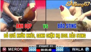 TRẬN 11 CPC2 24/11/2024: ANH CỌP VS ANH BẢO STING