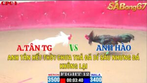 TRẬN 12 CPC1 04/11/2024 : ANH TÂN TIỀN GIANG VS ANH HÀO