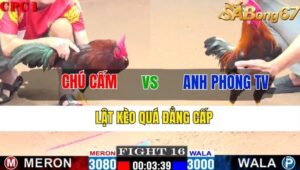 TRẬN 16 CPC1 11/11/2024 : CHÚ CẤM VS ANH PHONG TRÀ VINH