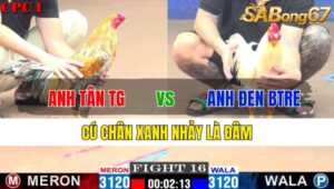 TRẬN 16 CPC1 18/11/2024 : ANH TÂN TIỀN GIANG VS ANH ĐEN BẾN TRE