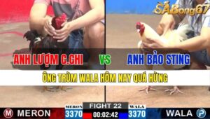 TRẬN 22 CPC2 15/11/2024 : ANH LƯỢM CỦ CHI VS ANH BẢO STING