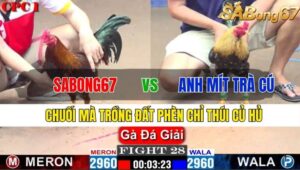 TRẬN 28 CPC1 14/11/2024 : SABONG67 VS ANH MÍT TRÀ CÚ